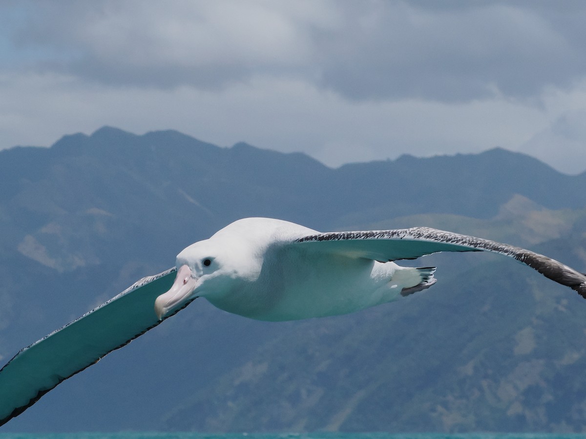 Antipodean Albatross (Gibson's) - ML647275500