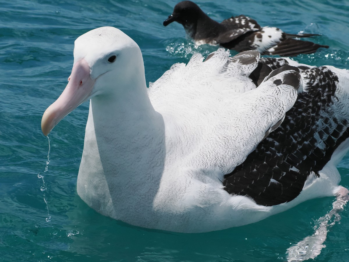 Antipodean Albatross (Gibson's) - ML647275501