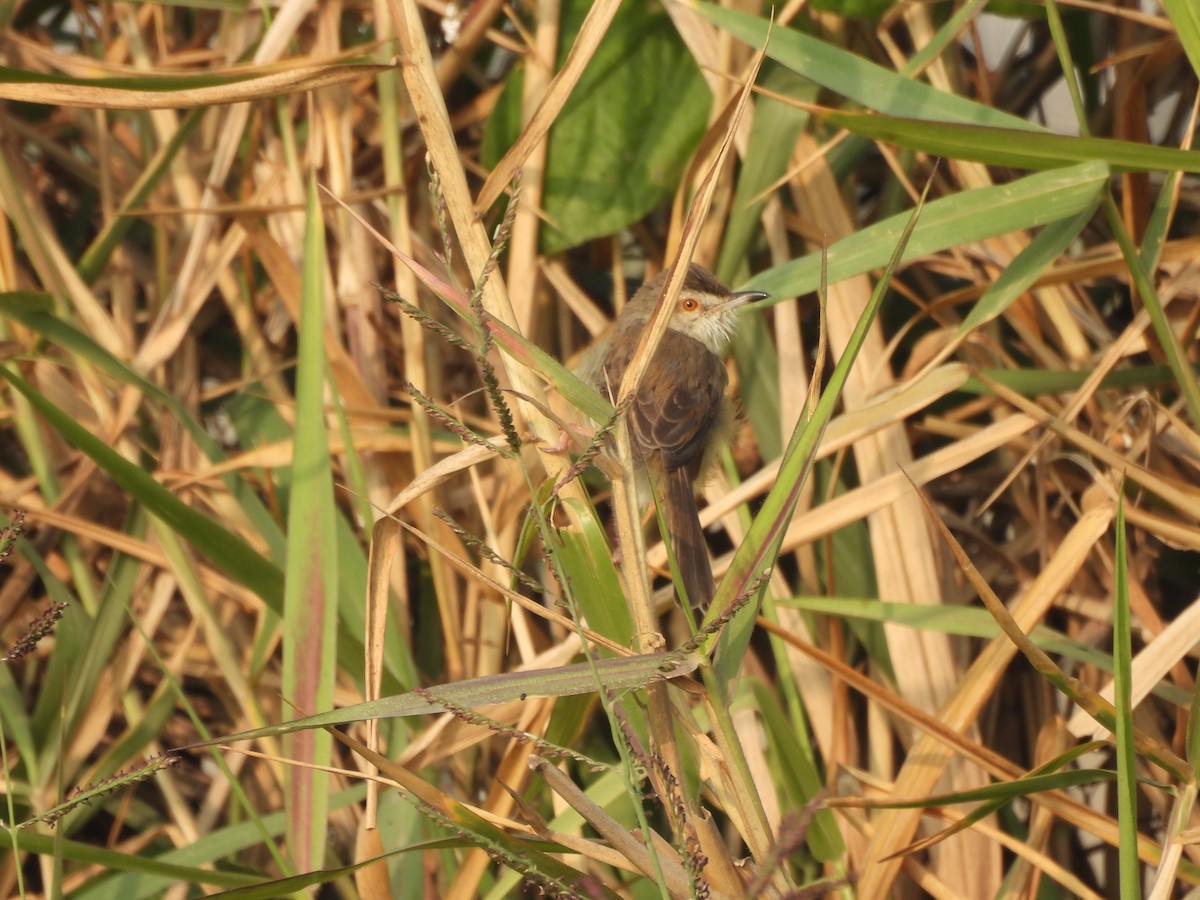 Plain Prinia - ML647275502