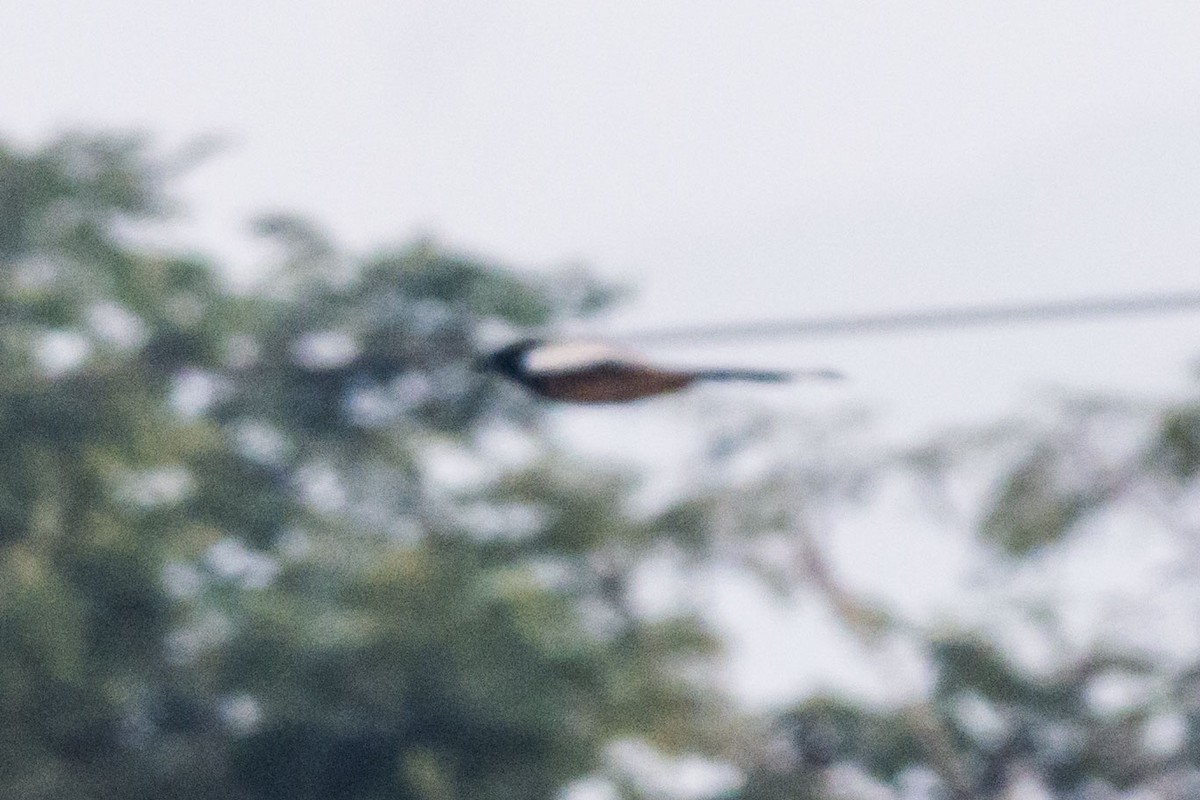 Rufous Treepie - ML647275503