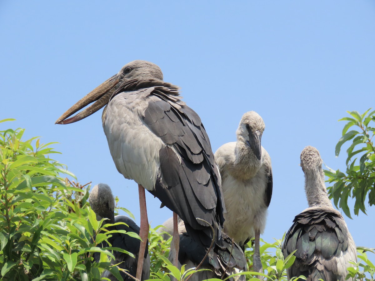 Matxardamoko zuria - ML647275504