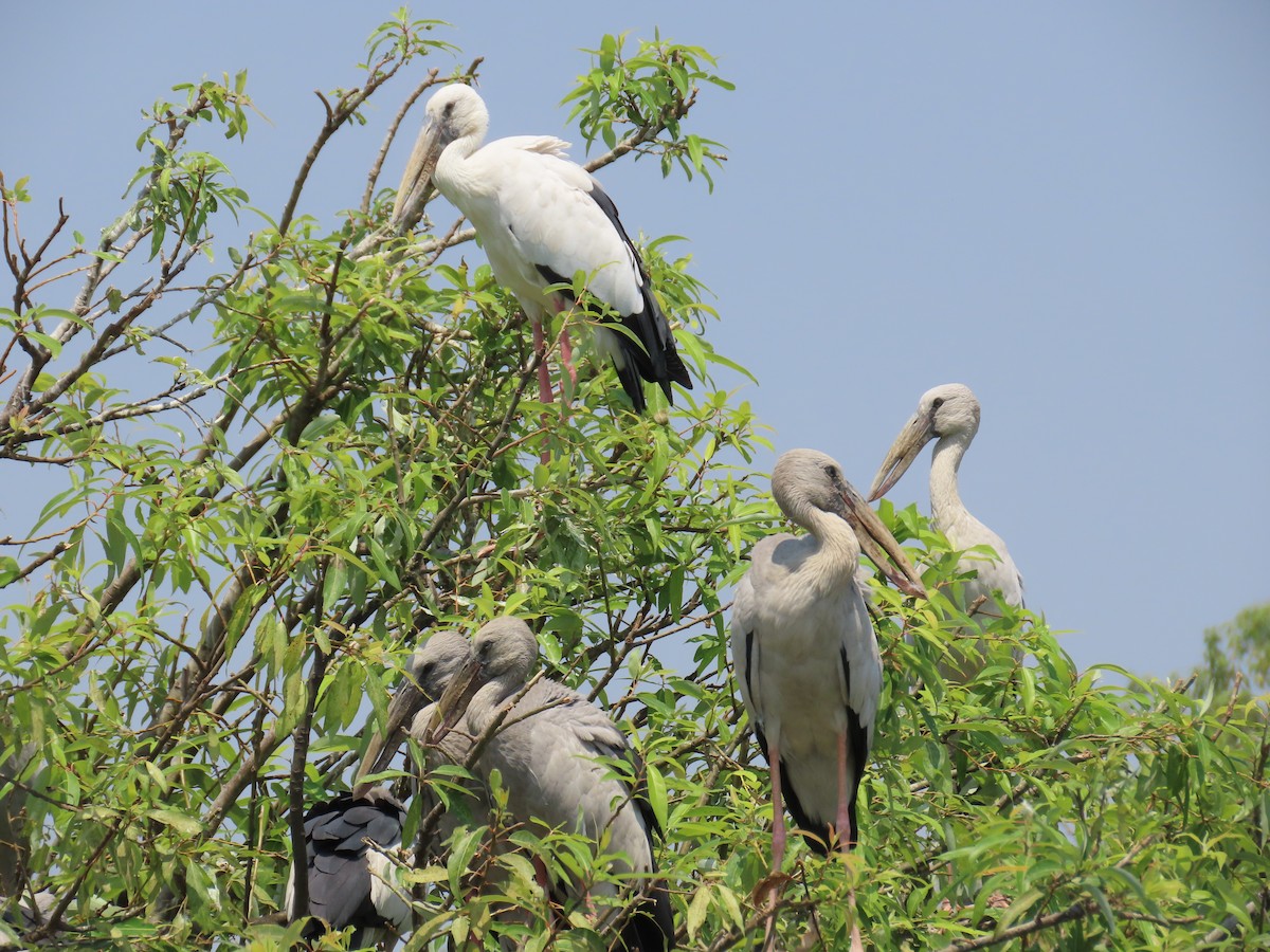 Matxardamoko zuria - ML647275505