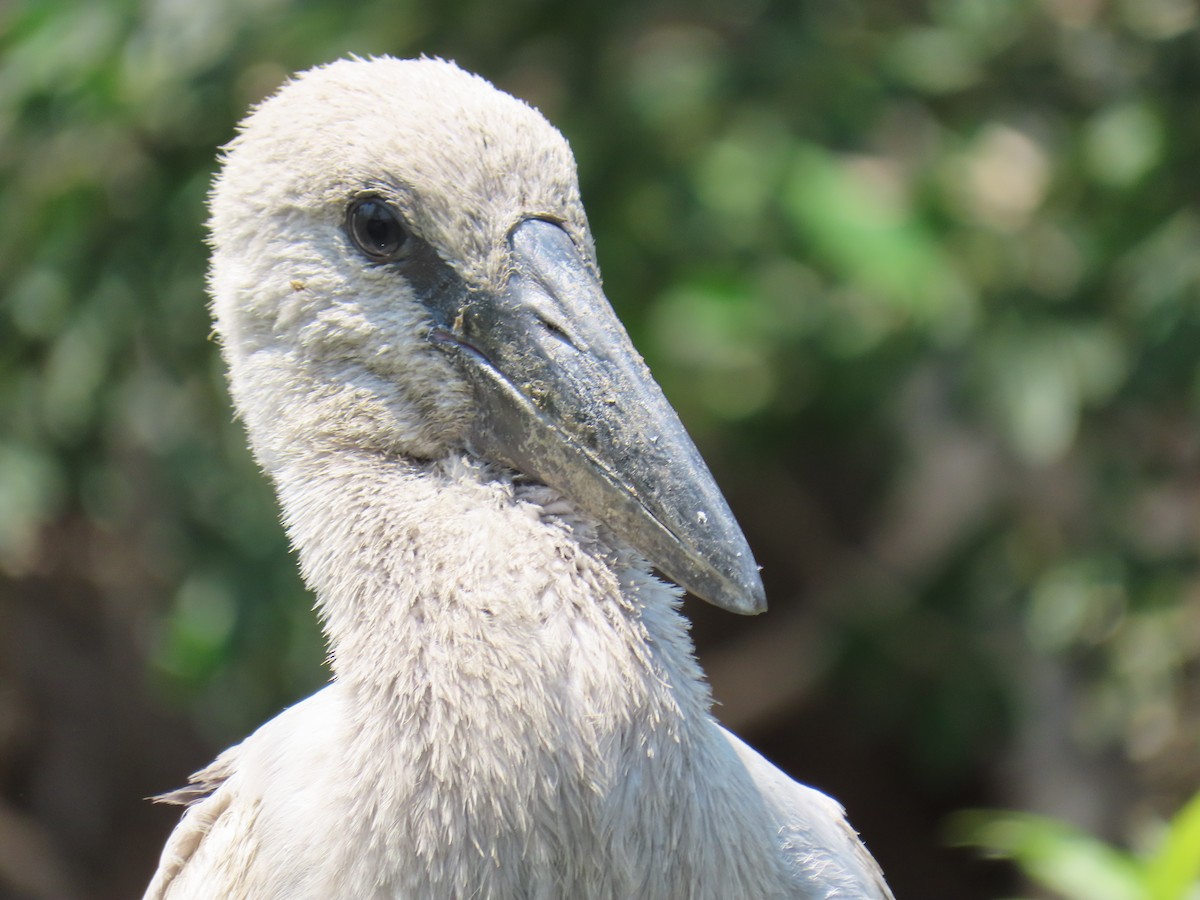 Matxardamoko zuria - ML647275506