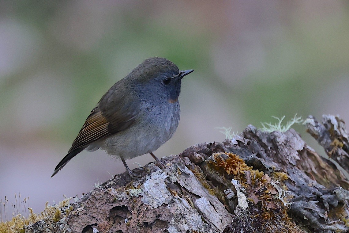 Rufous-gorgeted Flycatcher - ML647275507