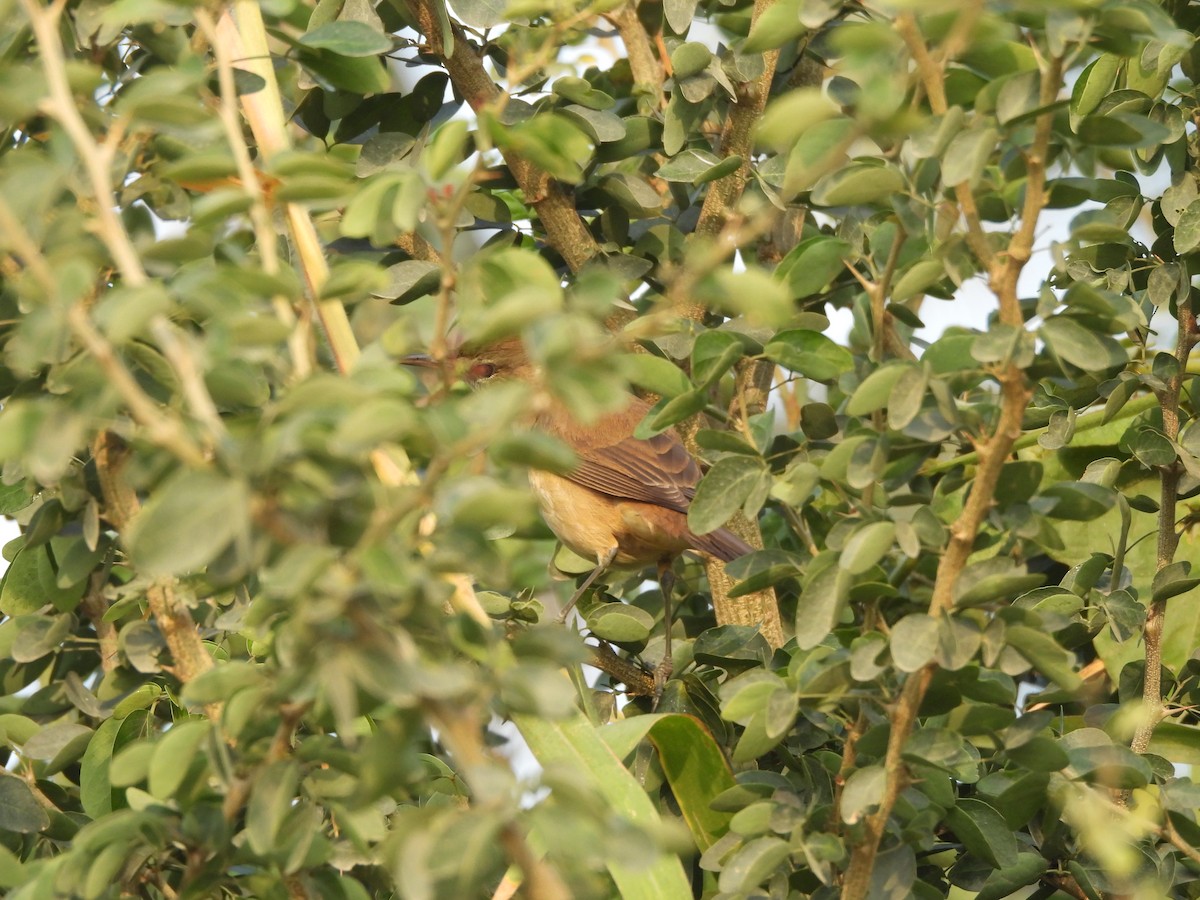 Clamorous Reed Warbler - ML647275513