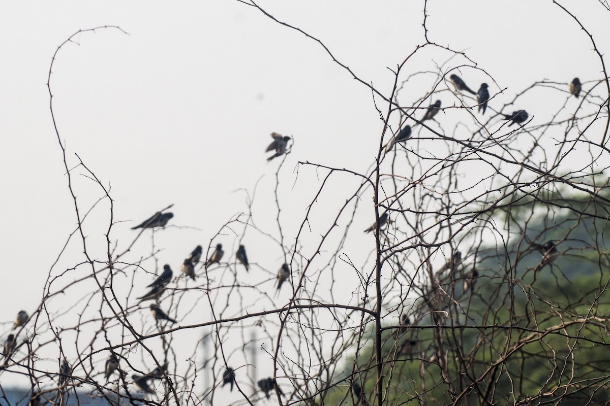 Ластівка сільська - ML647275515