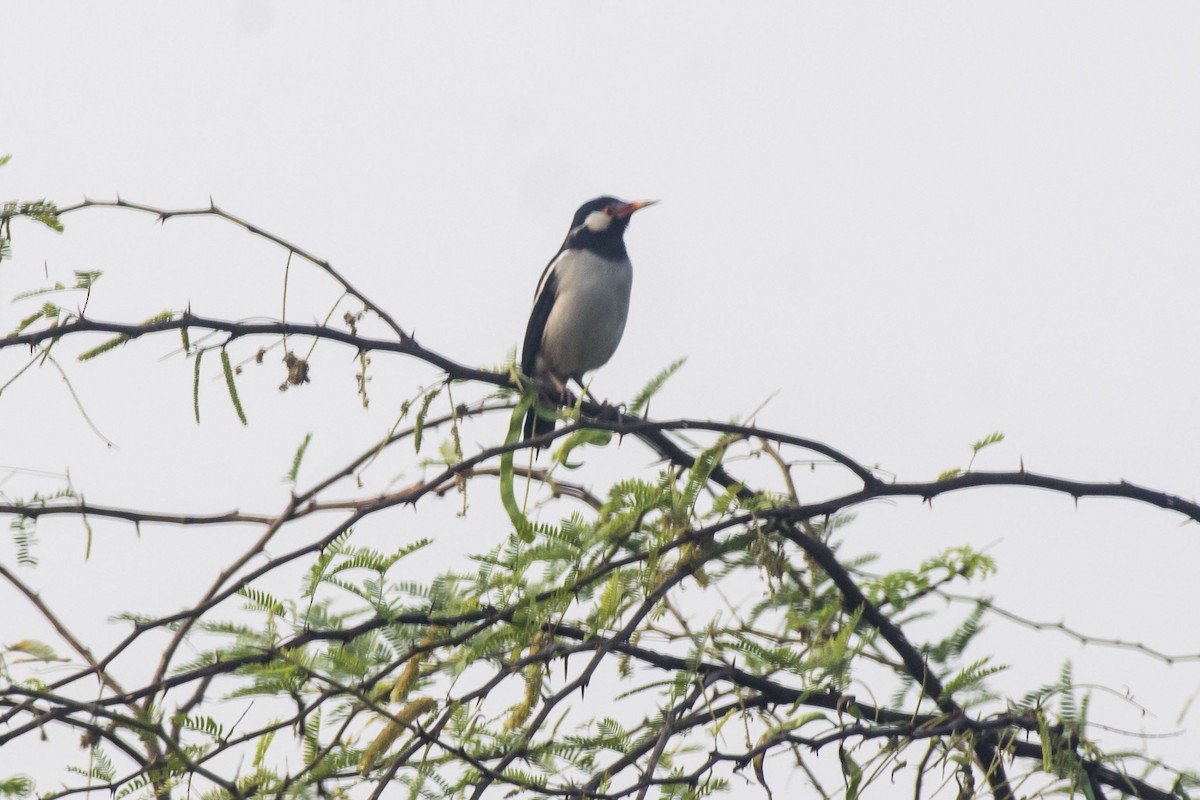 Indian Pied Starling - ML647275529