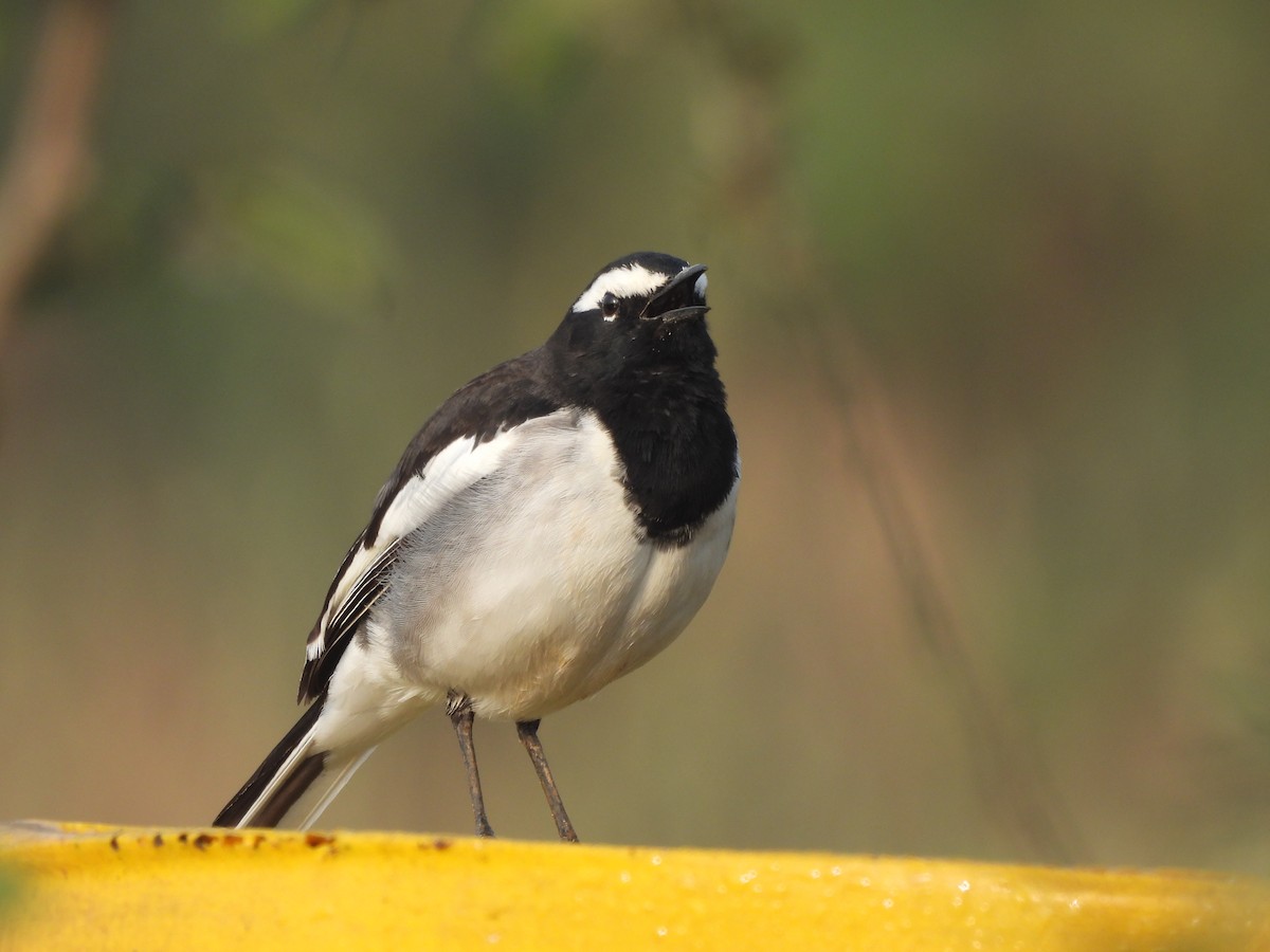 White-browed Wagtail - ML647275537