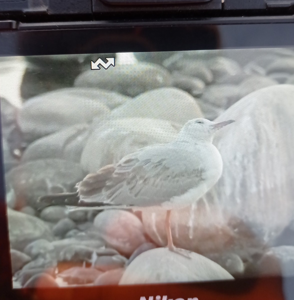 Gray-hooded Gull - ML647275555
