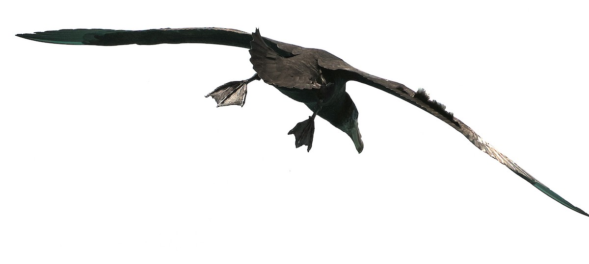 Northern Giant-Petrel - ML647275573