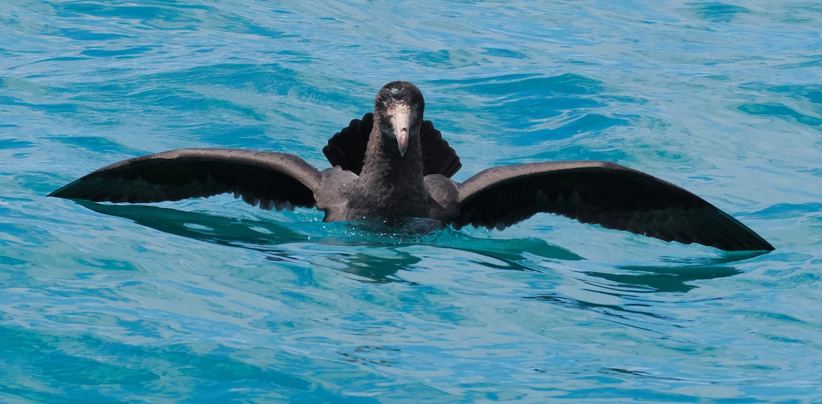 Northern Giant-Petrel - ML647275574