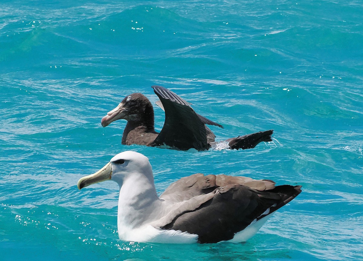 キタオオフルマカモメ - ML647275575