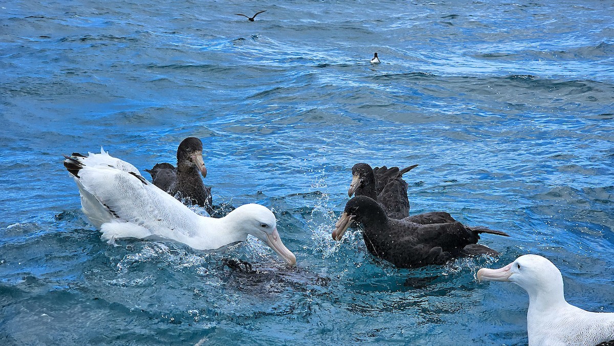 キタオオフルマカモメ - ML647275577