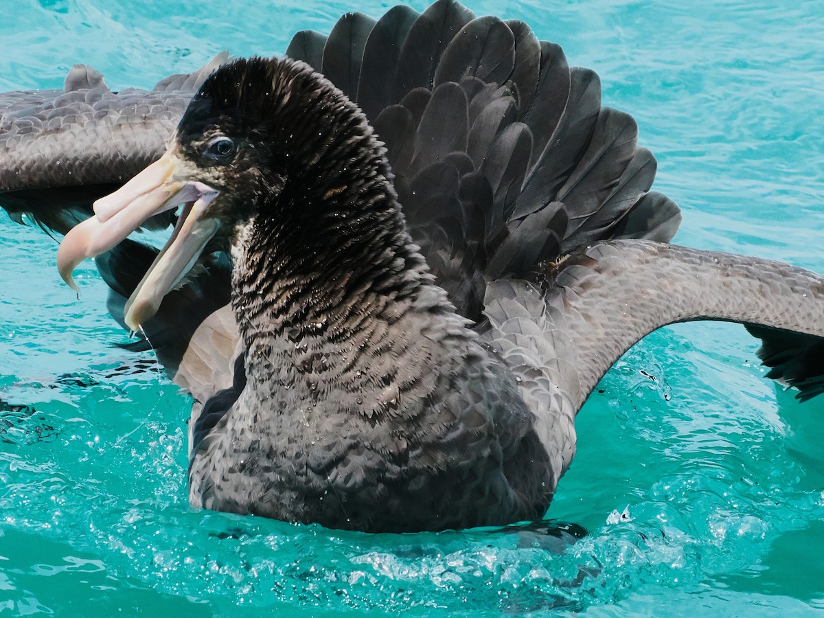 キタオオフルマカモメ - ML647275580