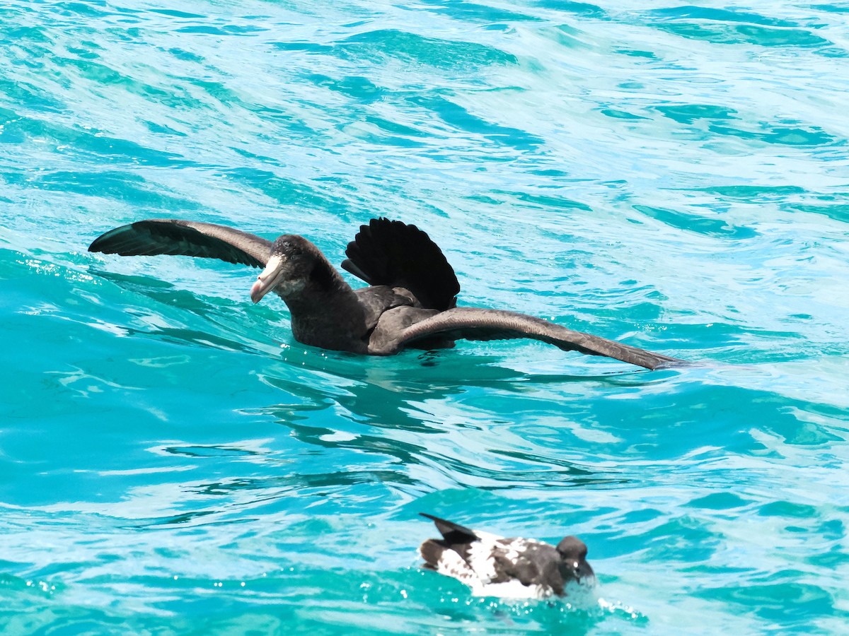 キタオオフルマカモメ - ML647275581