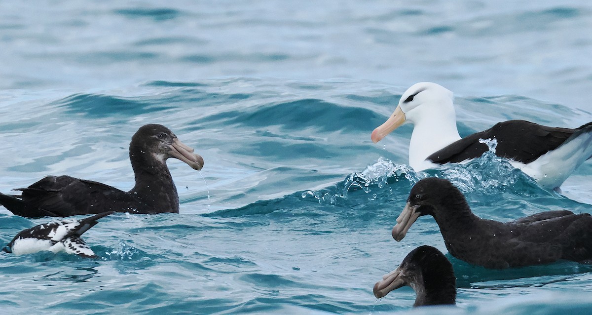 キタオオフルマカモメ - ML647275582