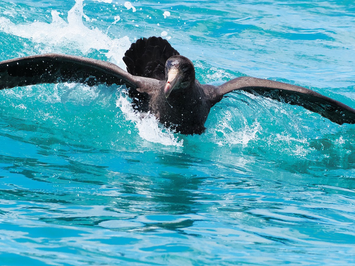 キタオオフルマカモメ - ML647275583