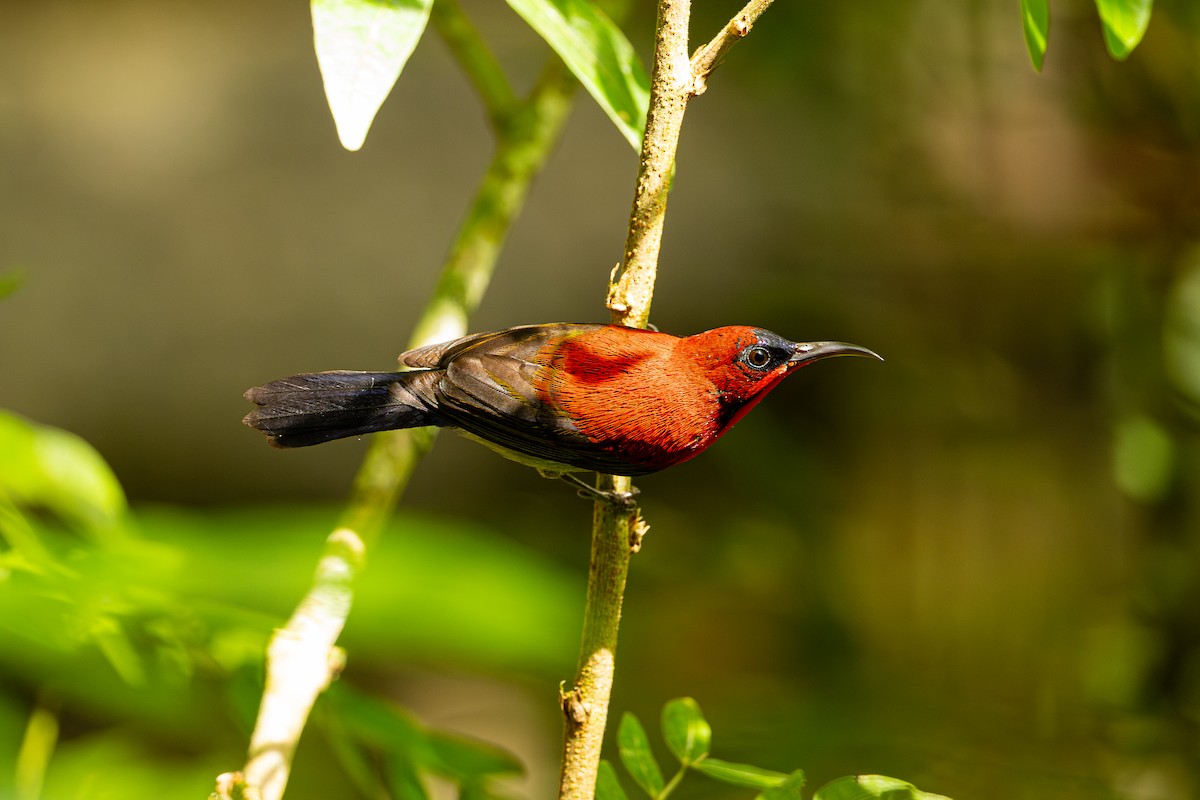 Crimson Sunbird - ML647275598