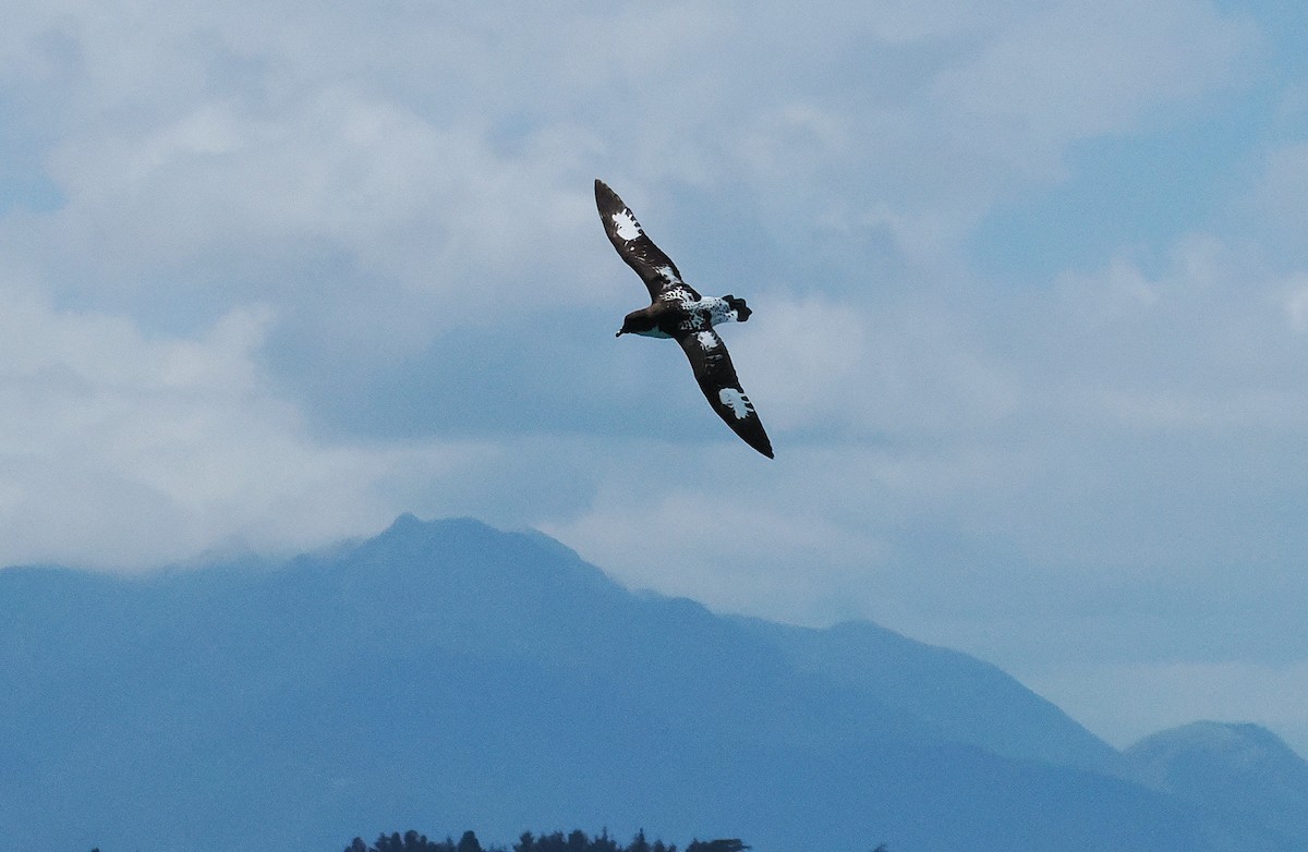 マダラフルマカモメ - ML647275601