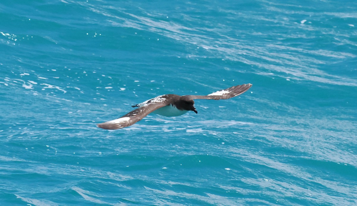 マダラフルマカモメ - ML647275602