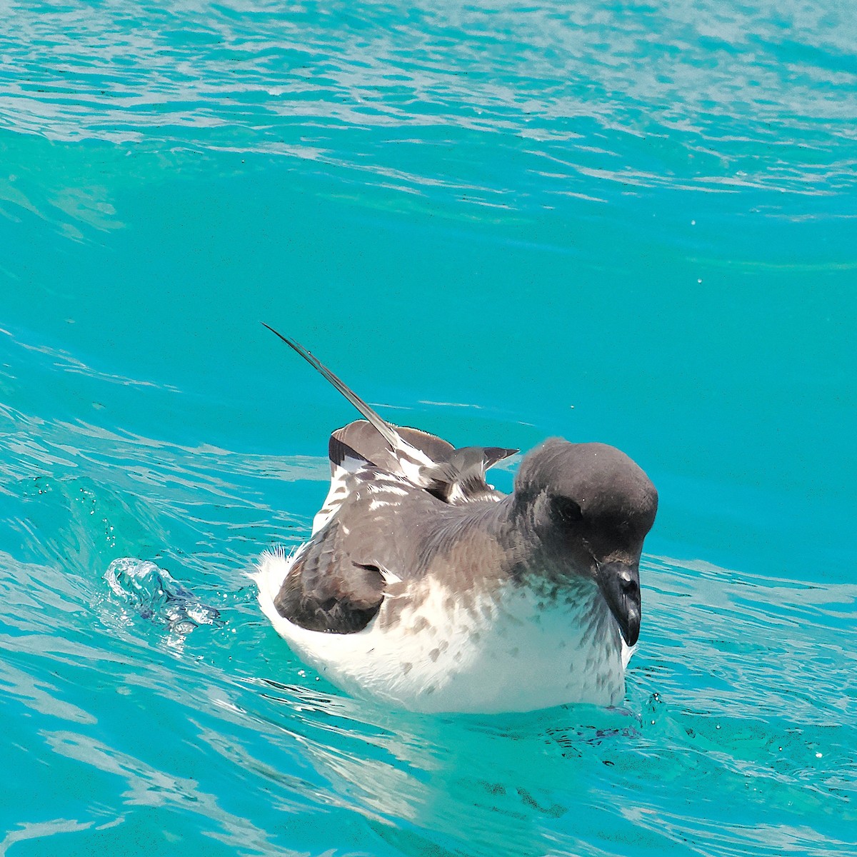 マダラフルマカモメ - ML647275603