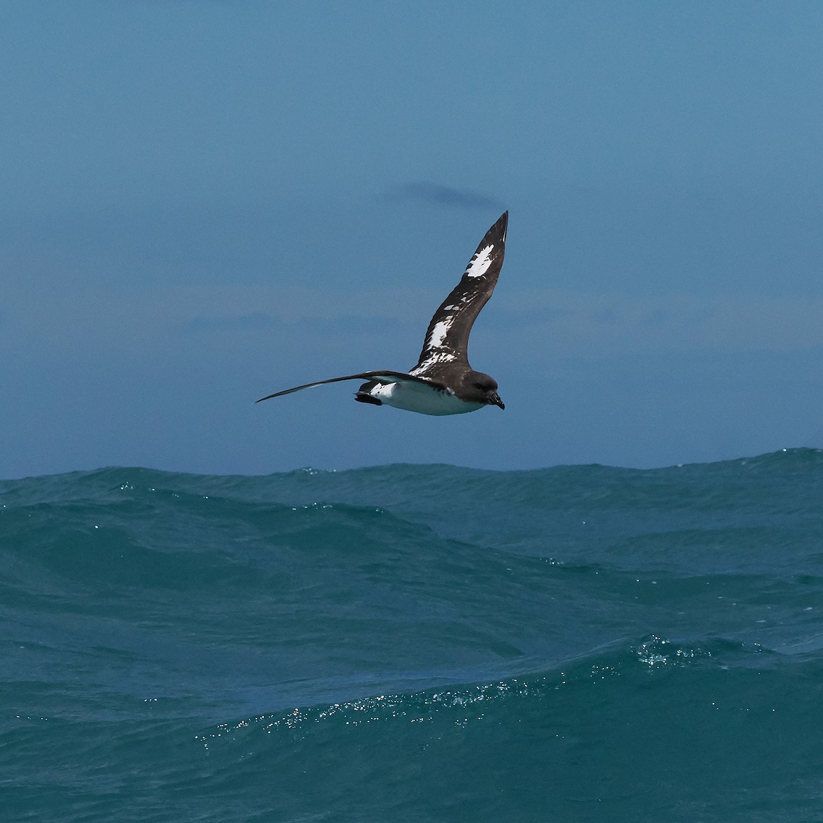 マダラフルマカモメ - ML647275604