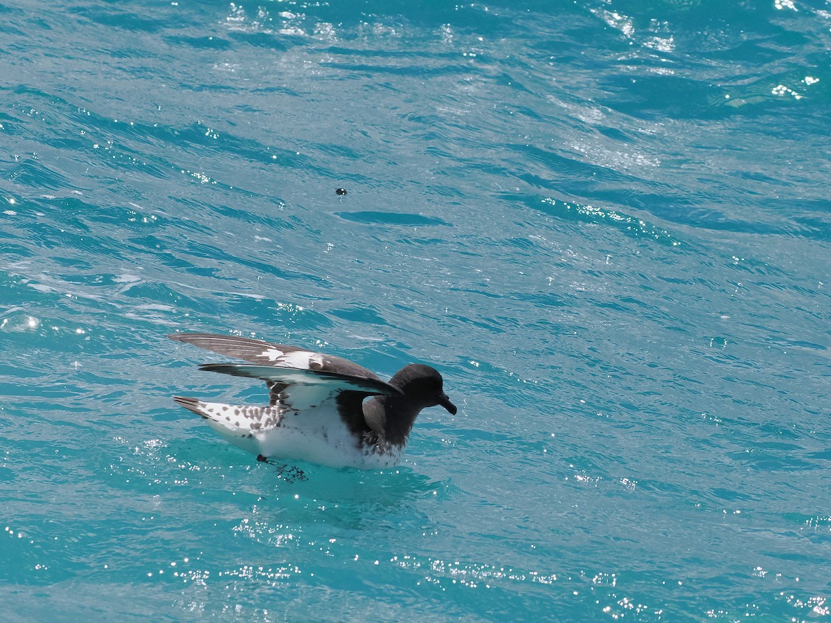 マダラフルマカモメ - ML647275605