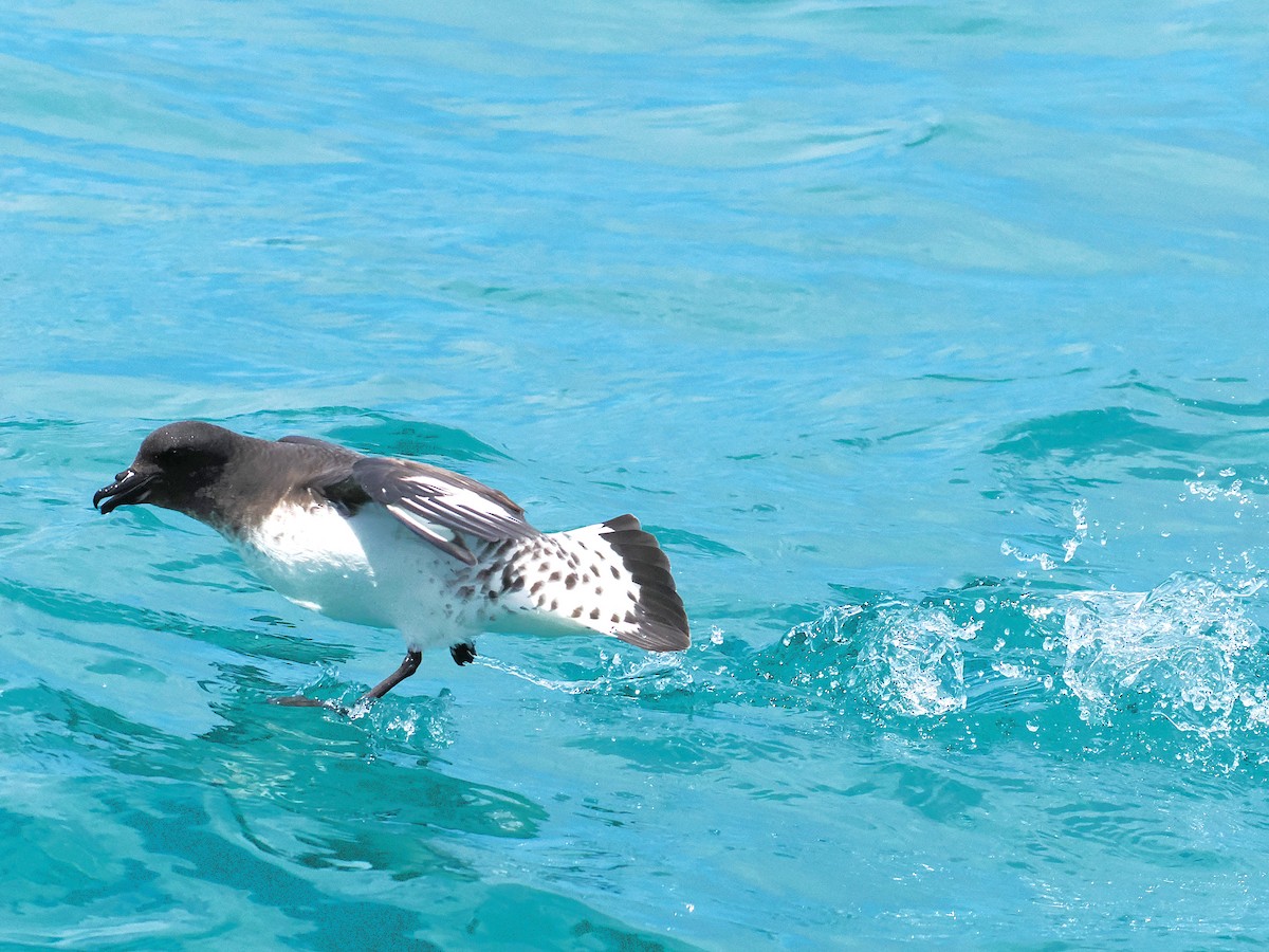 マダラフルマカモメ - ML647275606