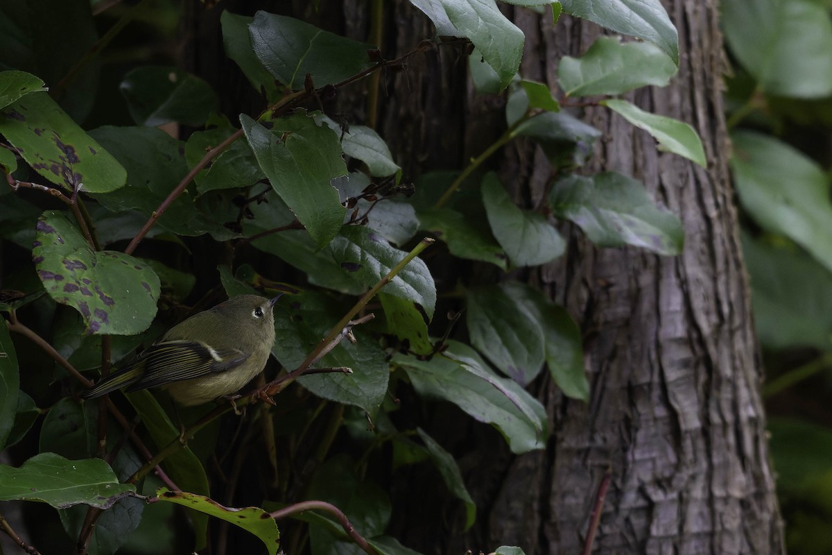 Ruby-crowned Kinglet - ML647275608