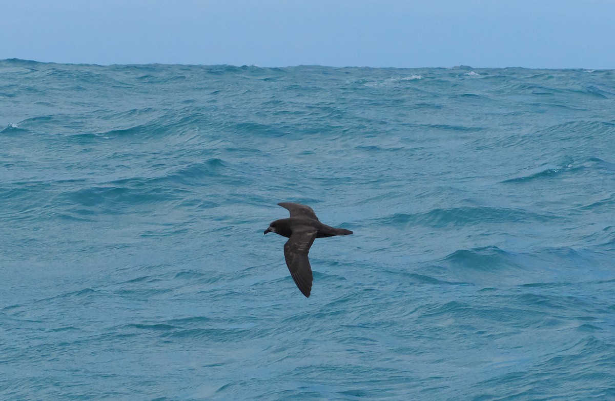 ハイガシラミズナギドリ - ML647275609