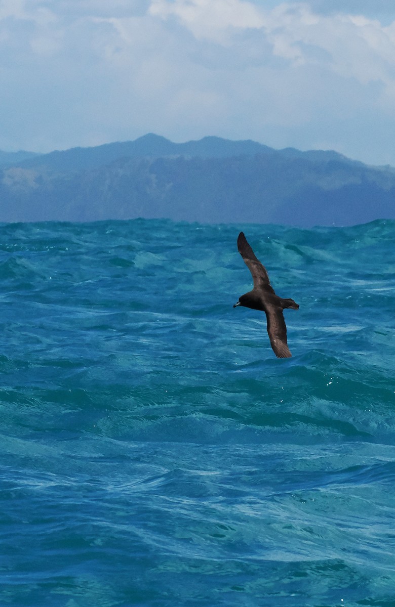 ウエストランドクロミズナギドリ - ML647275618