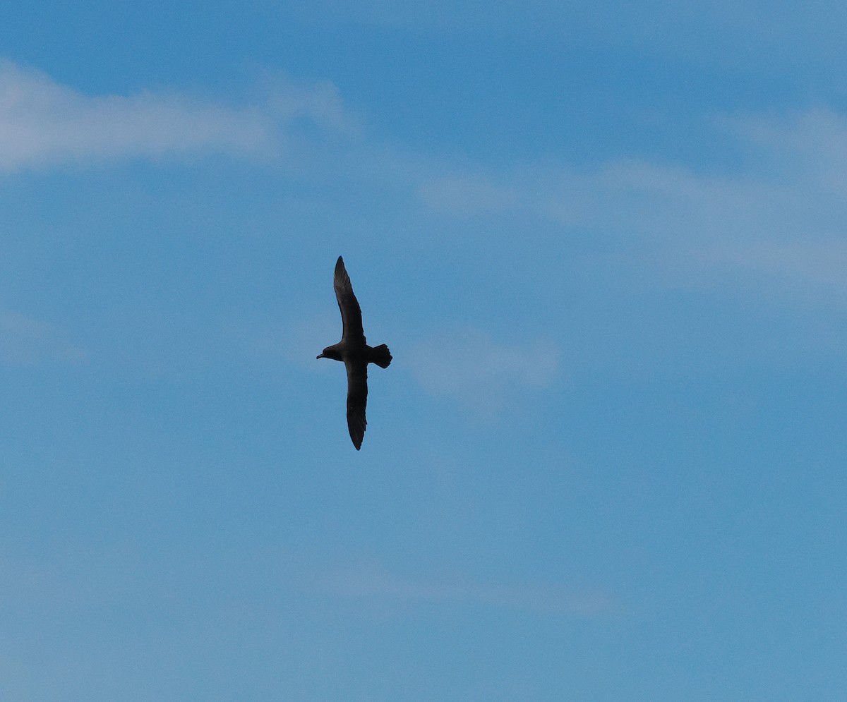 ウエストランドクロミズナギドリ - ML647275619