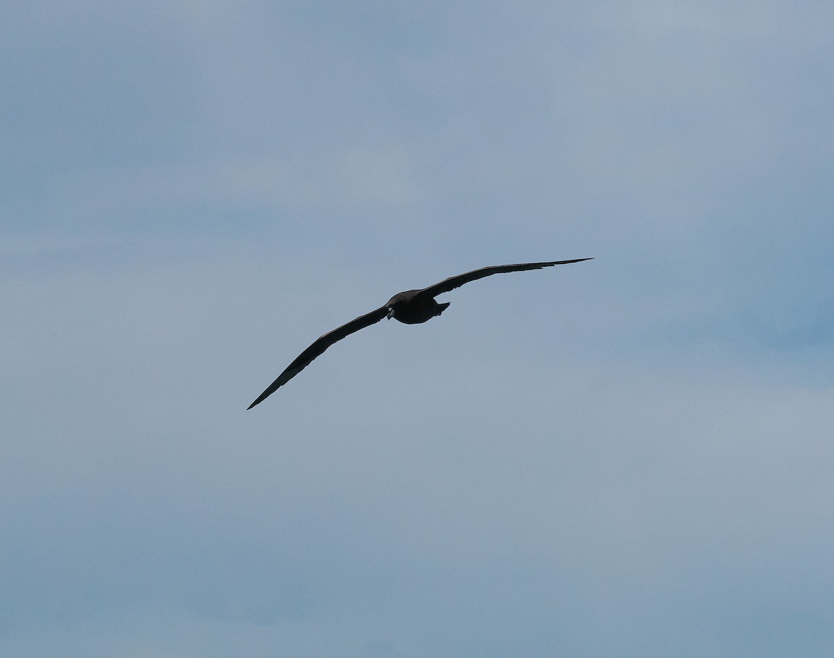 ウエストランドクロミズナギドリ - ML647275620