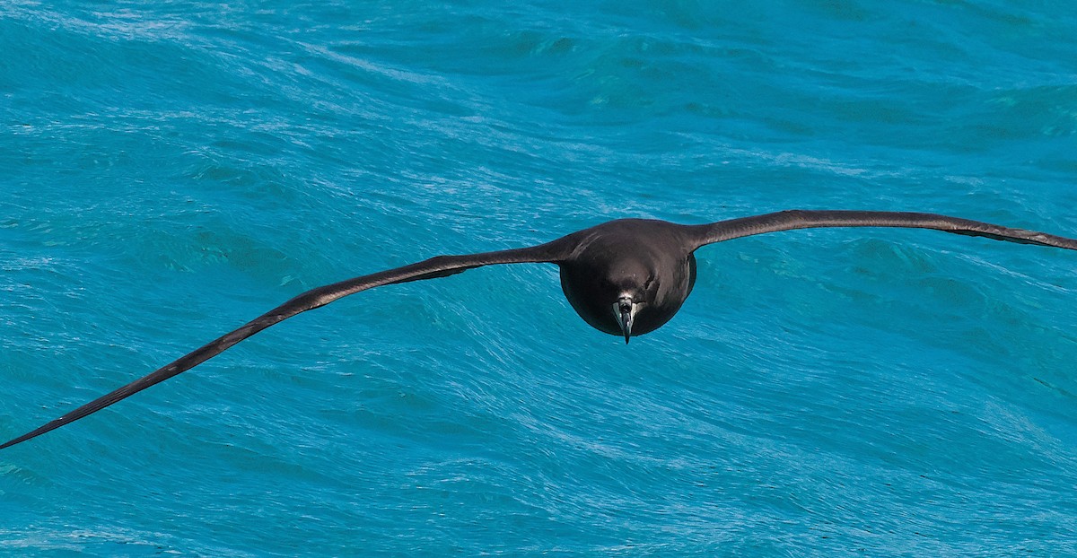 ウエストランドクロミズナギドリ - ML647275621