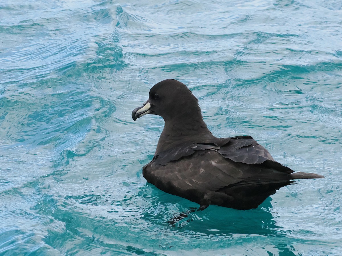 ウエストランドクロミズナギドリ - ML647275622