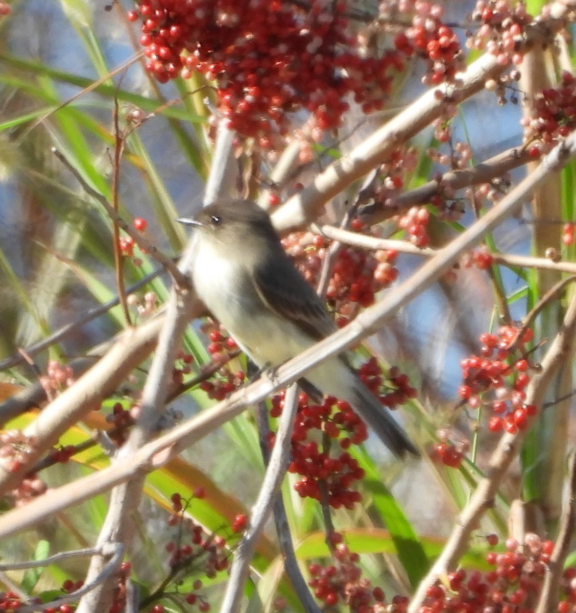 Eastern Phoebe - ML647275628