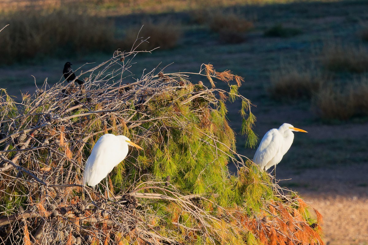 Garceta Grande - ML647275633