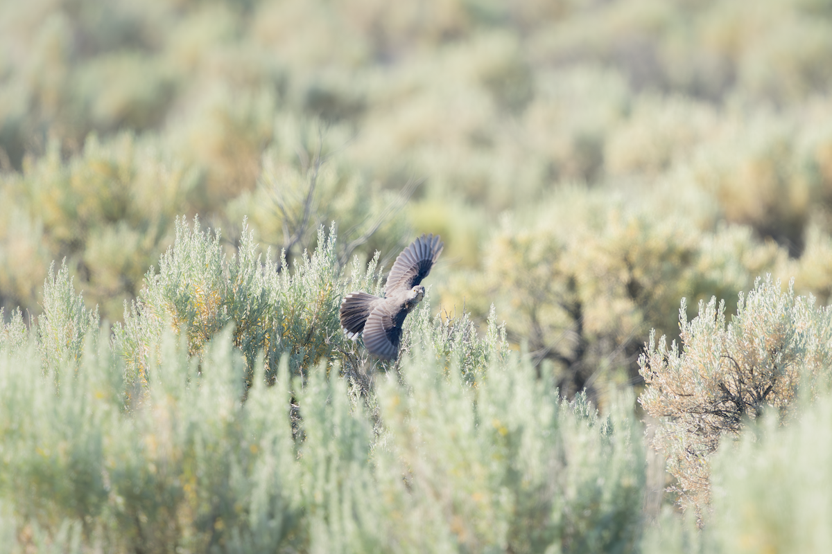 Sage Thrasher - ML647275642