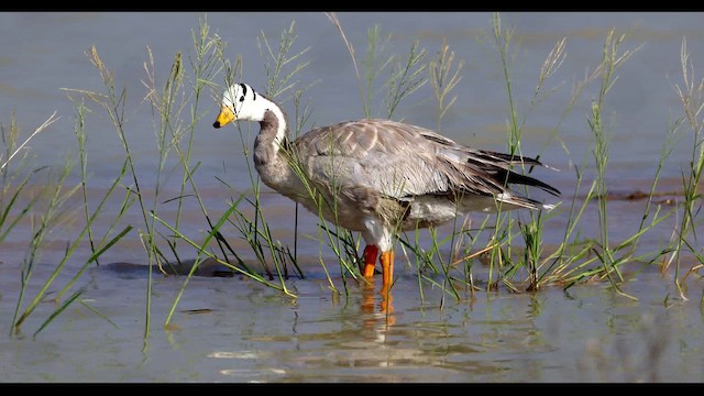 Oie à tête barrée - ML647275657