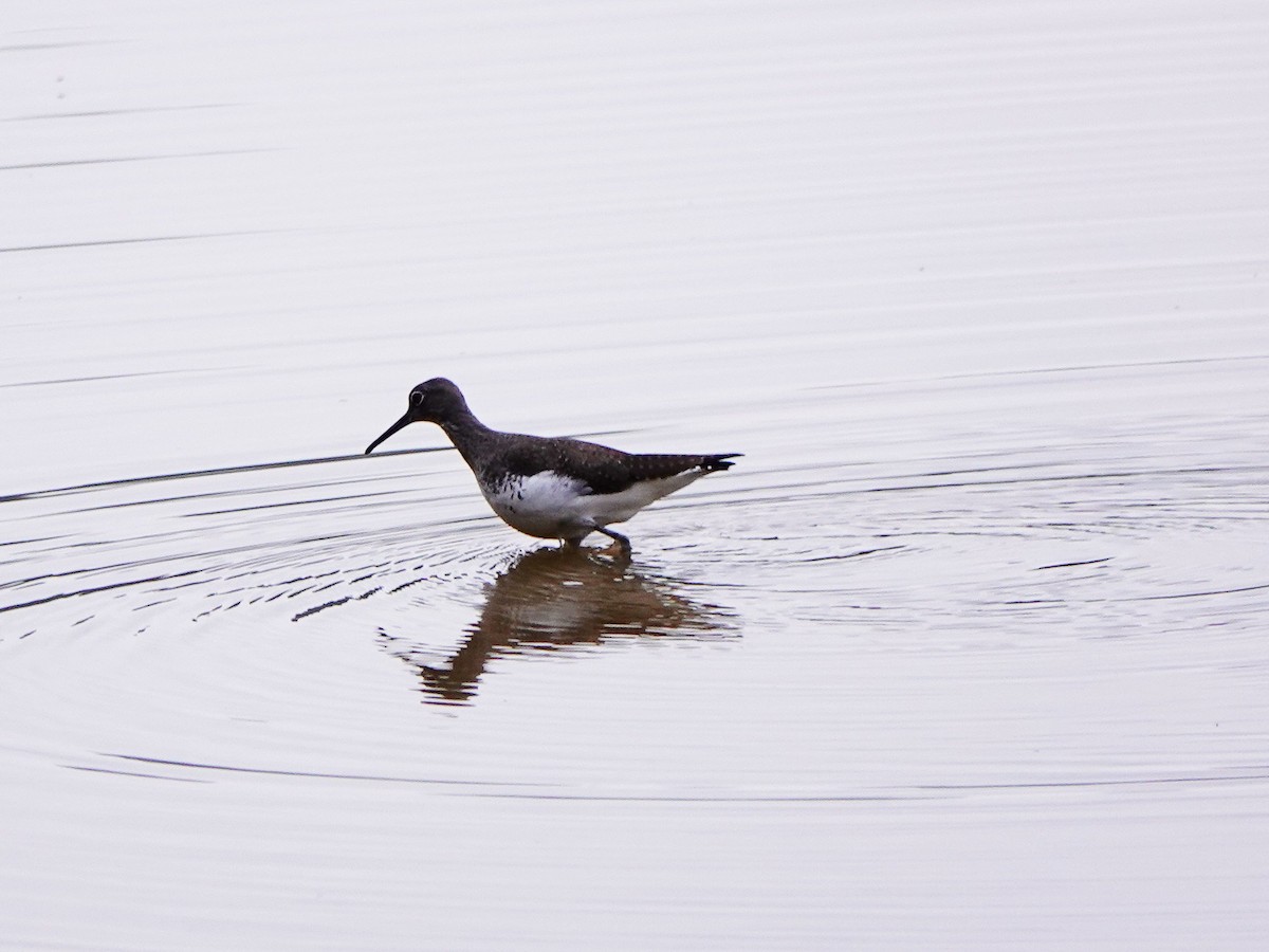 Green Sandpiper - ML647275671