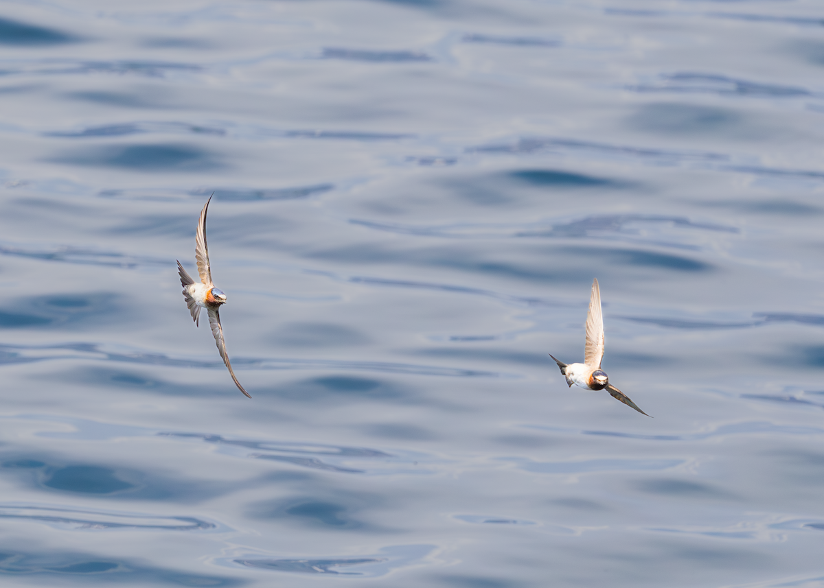 סנונית אמריקנית - ML647275678