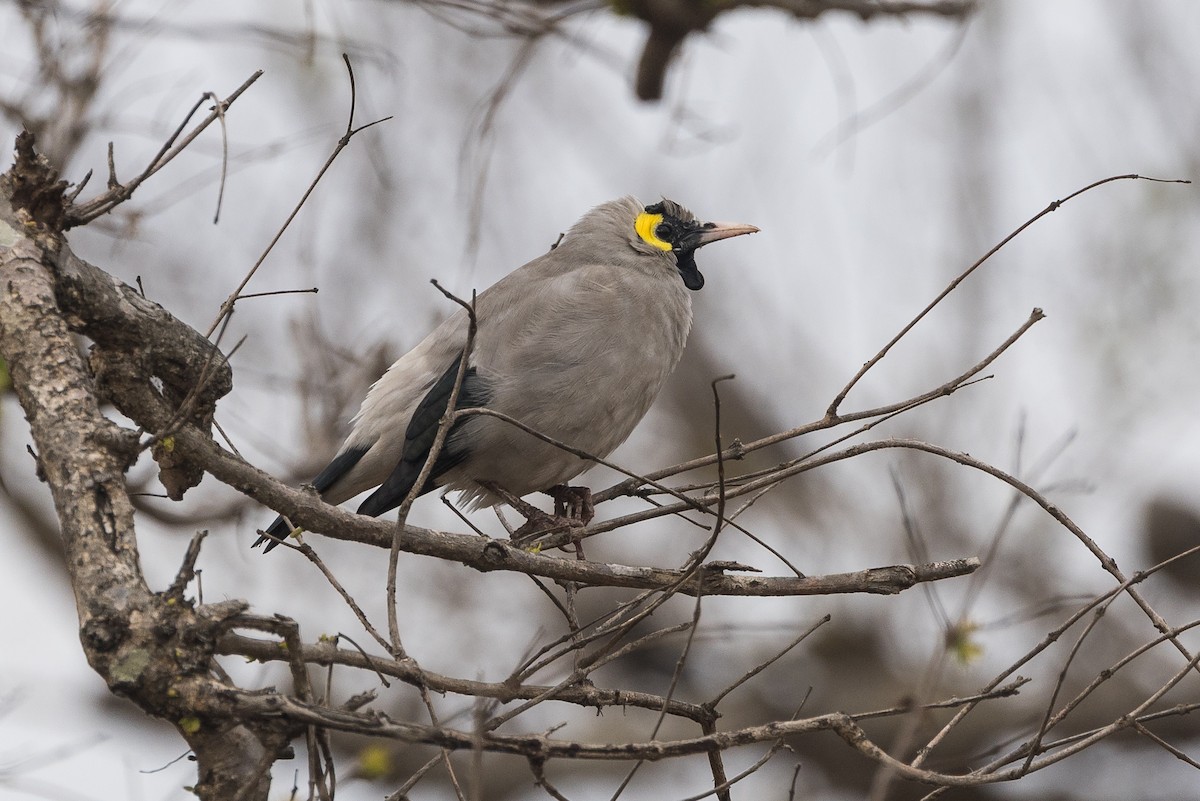 Wattled Starling - ML647275690