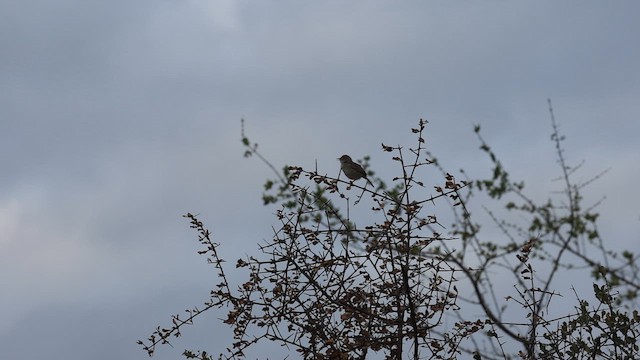 Rotscheitel-Zistensänger - ML647275699