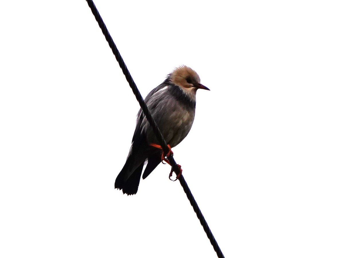 Red-billed Starling - ML647275722