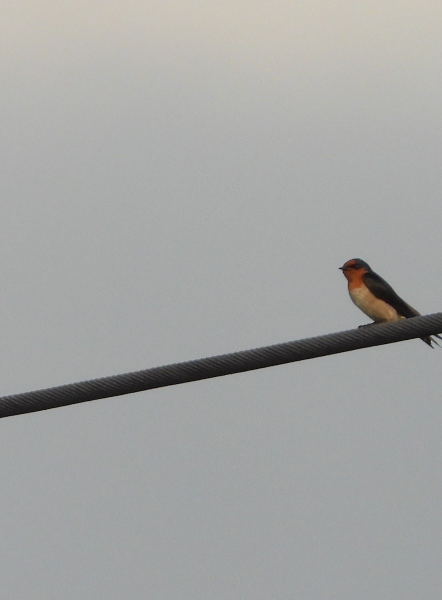 Pacific Swallow - ML647275725