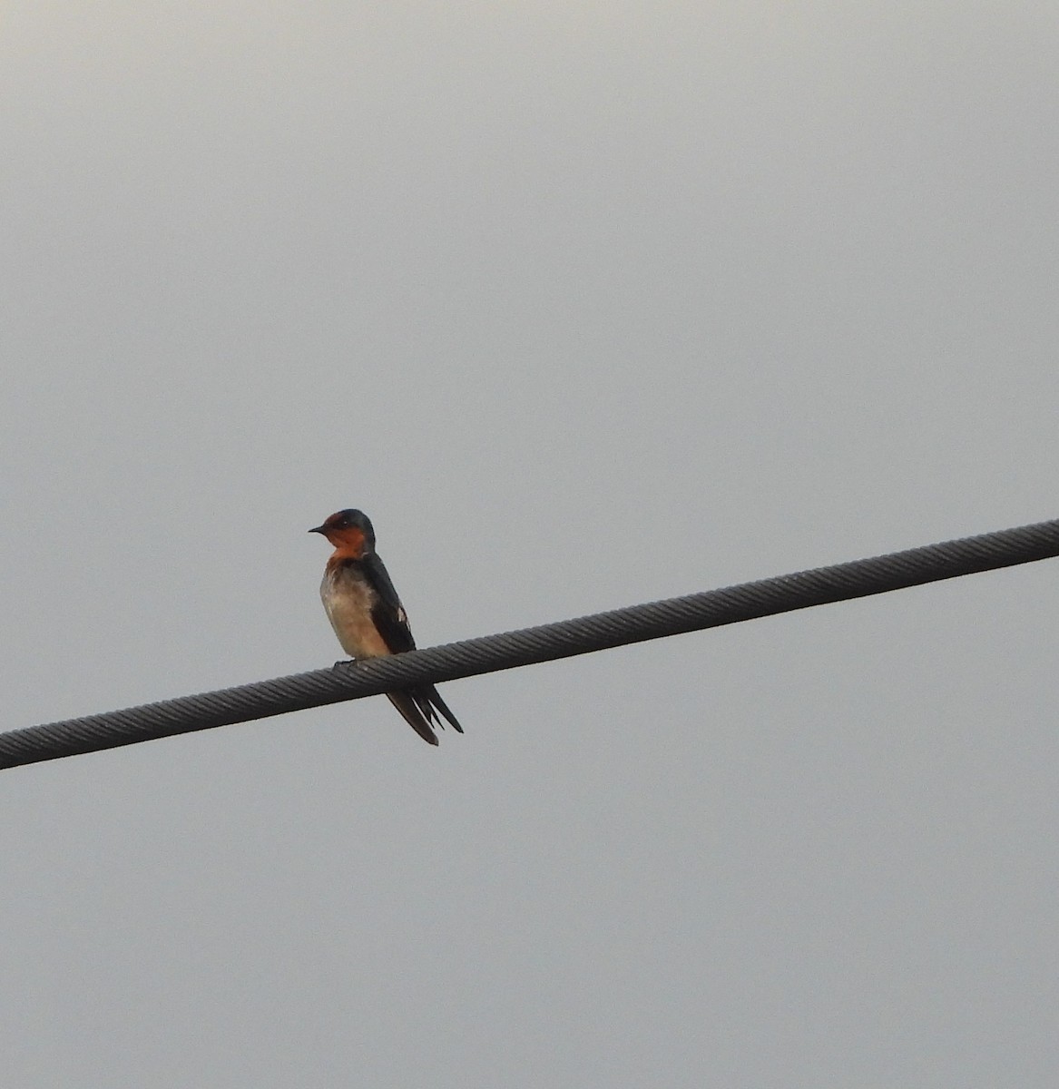 Ластівка сільська - ML647275731