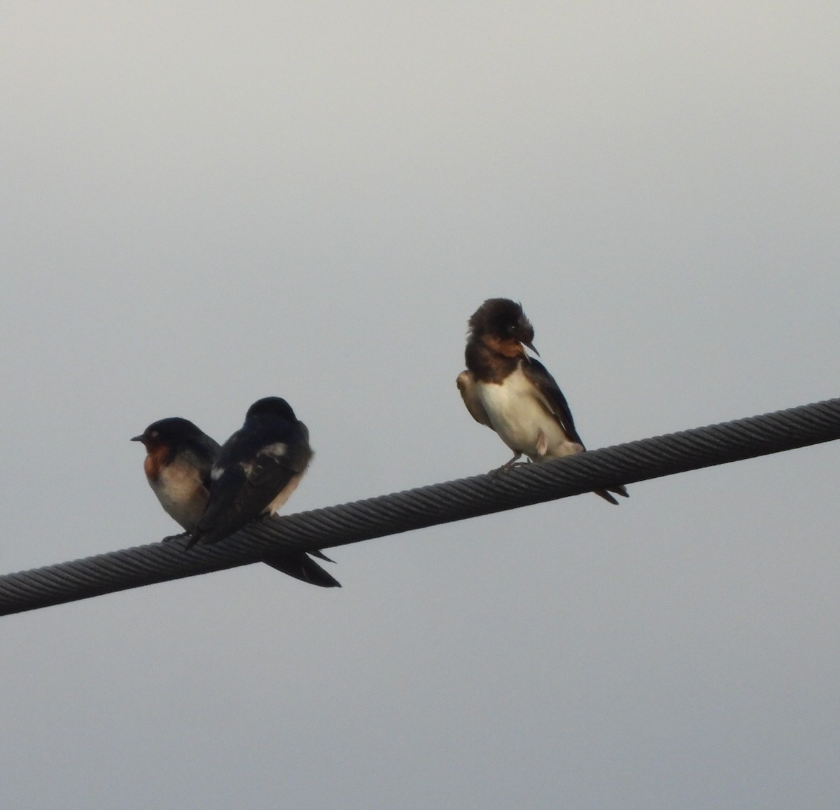 Ластівка сільська - ML647275732