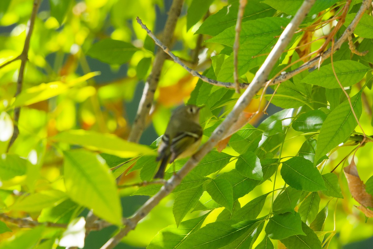 Ruby-crowned Kinglet - ML647275738