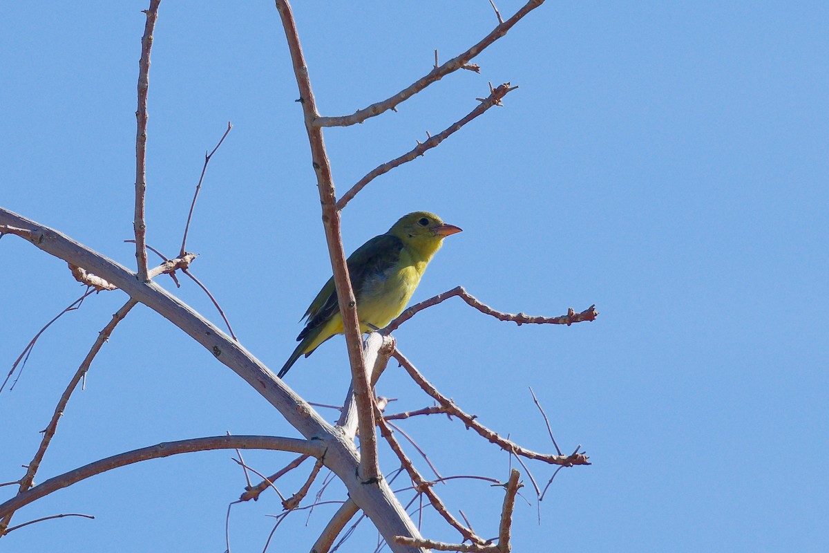 Piranga Escarlata - ML647275744