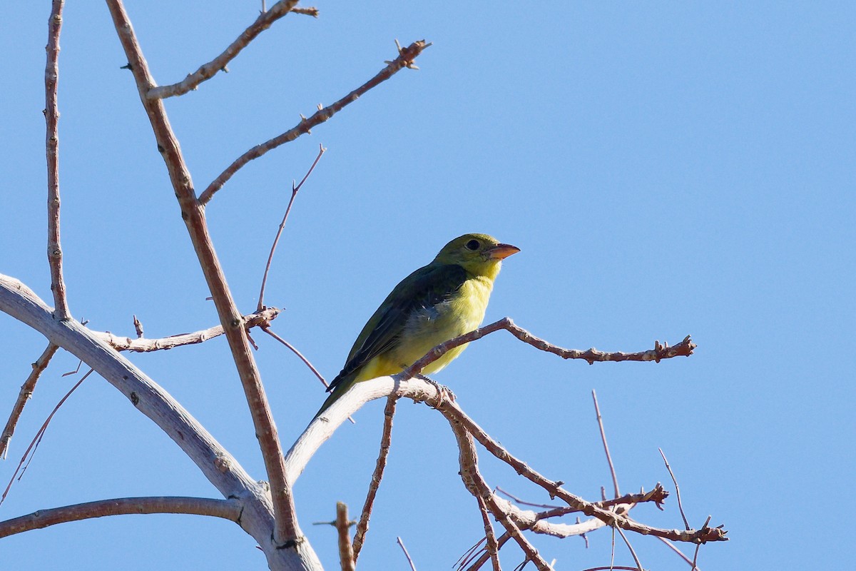 Piranga Escarlata - ML647275745